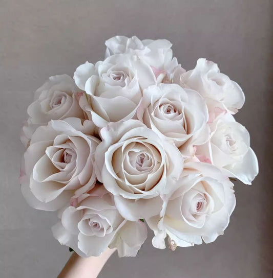 Silver Lining （Gray ）银色衬裙，Cutting rose, Thornless, Heat-Resistant, Disease-Resistant, Non-Grafted/Own Root.