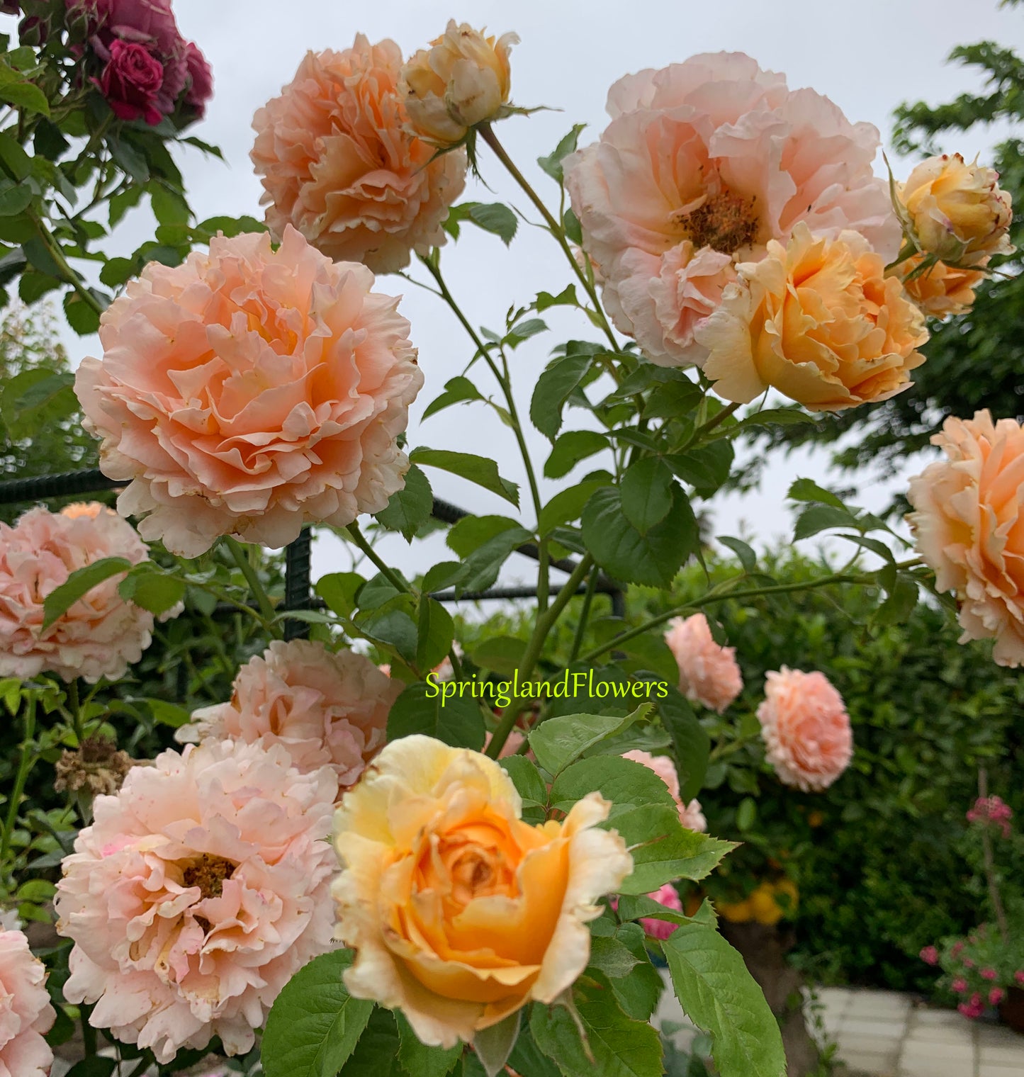 Polka 波尔卡Large-Flowered Climber. Non-Grafted/Own Root.