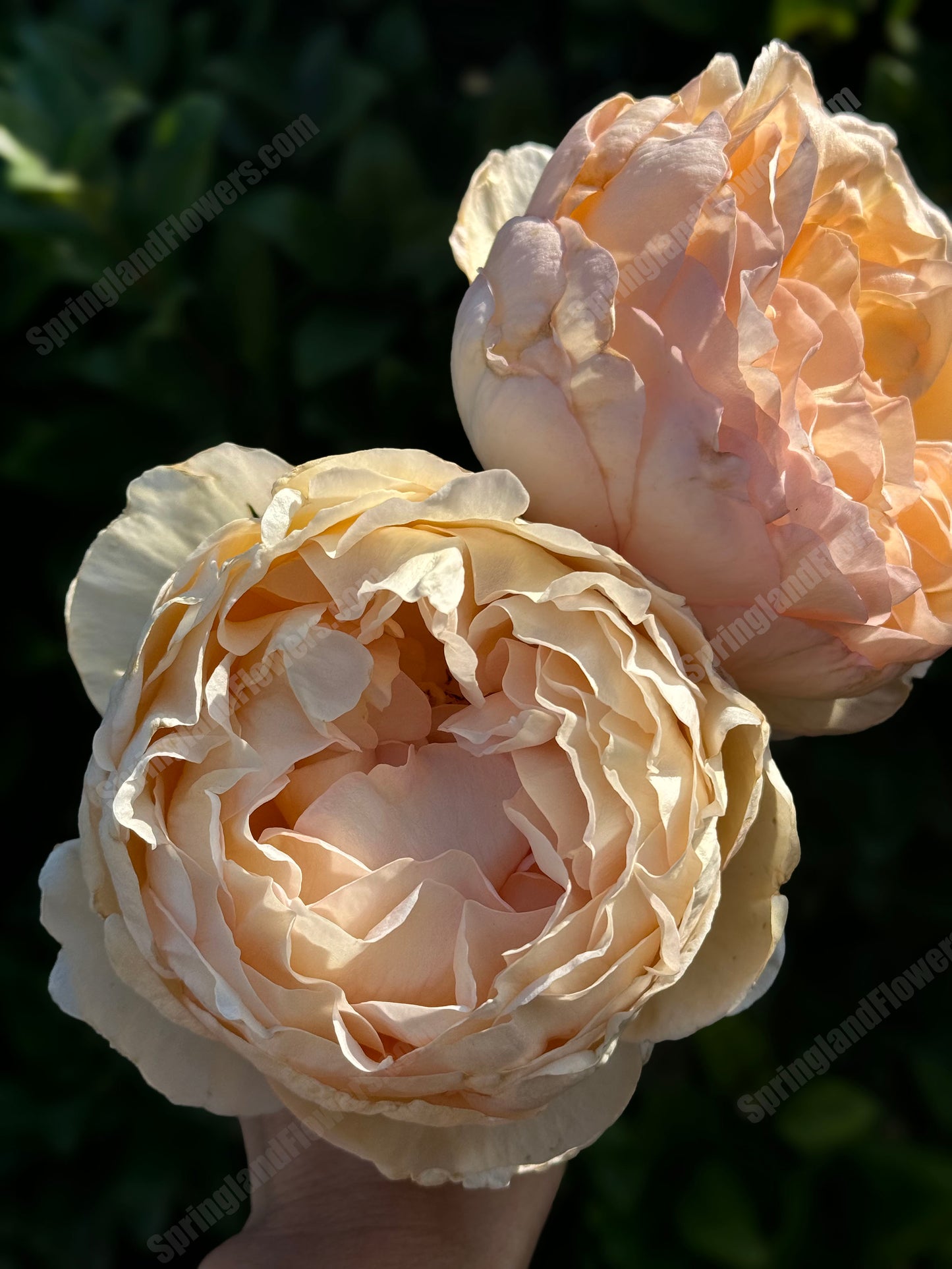 #SPF080，Extremely Similar to Ivory Yves Piaget 伊芙象牙伯爵，Florist Shrub Rose，Upright, Heat-tolerant, disease-resistant,  Non-Grafted/Own Root.