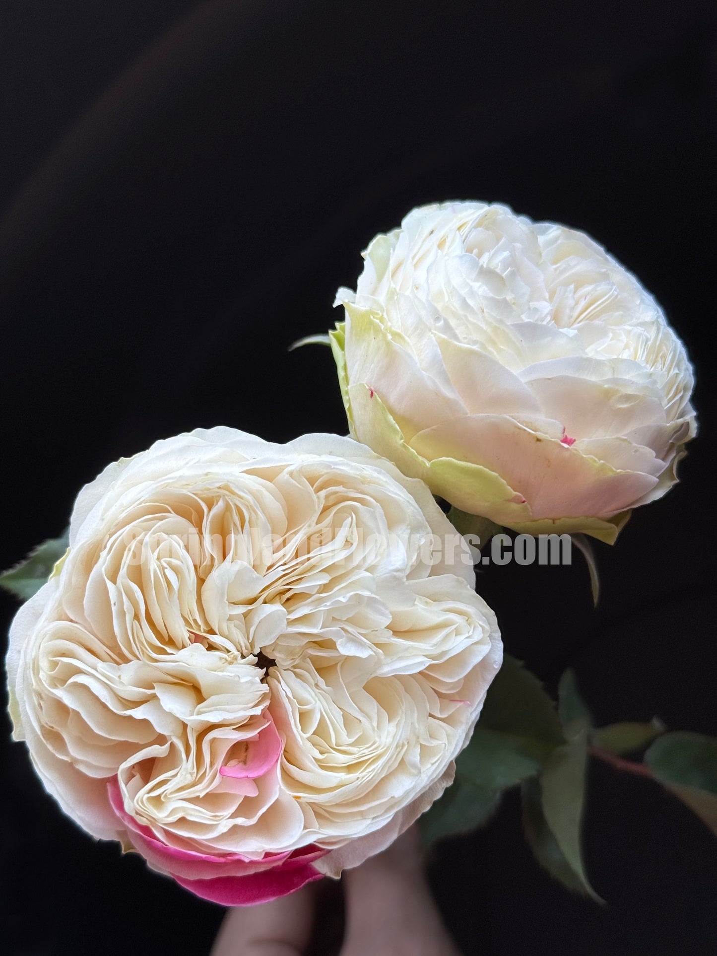 #SPJ165，Shiratama 白玉，Japanese Floribunda Rose.
