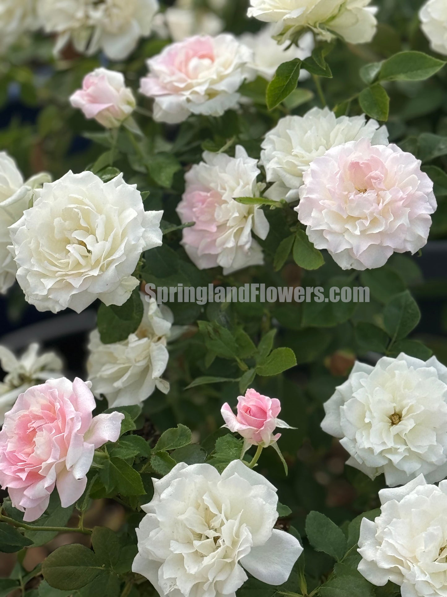 Mille Feuille 法式千层酥 ミルフィーユ ,Japanese Shrub Rose ,  Repeat Blooming，Non-Grafted/Own Root.