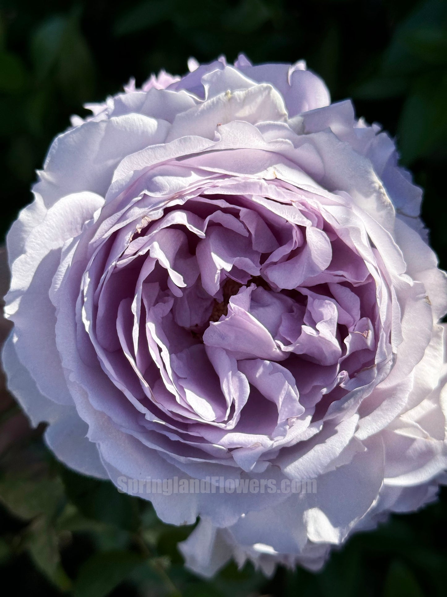 Yinyinqing / Memory of Blue (隐隐青) ,  Shrub Rose, Non-Grafted/Own Root. Strong Fragrance. Resistant to high temperature and humidity.