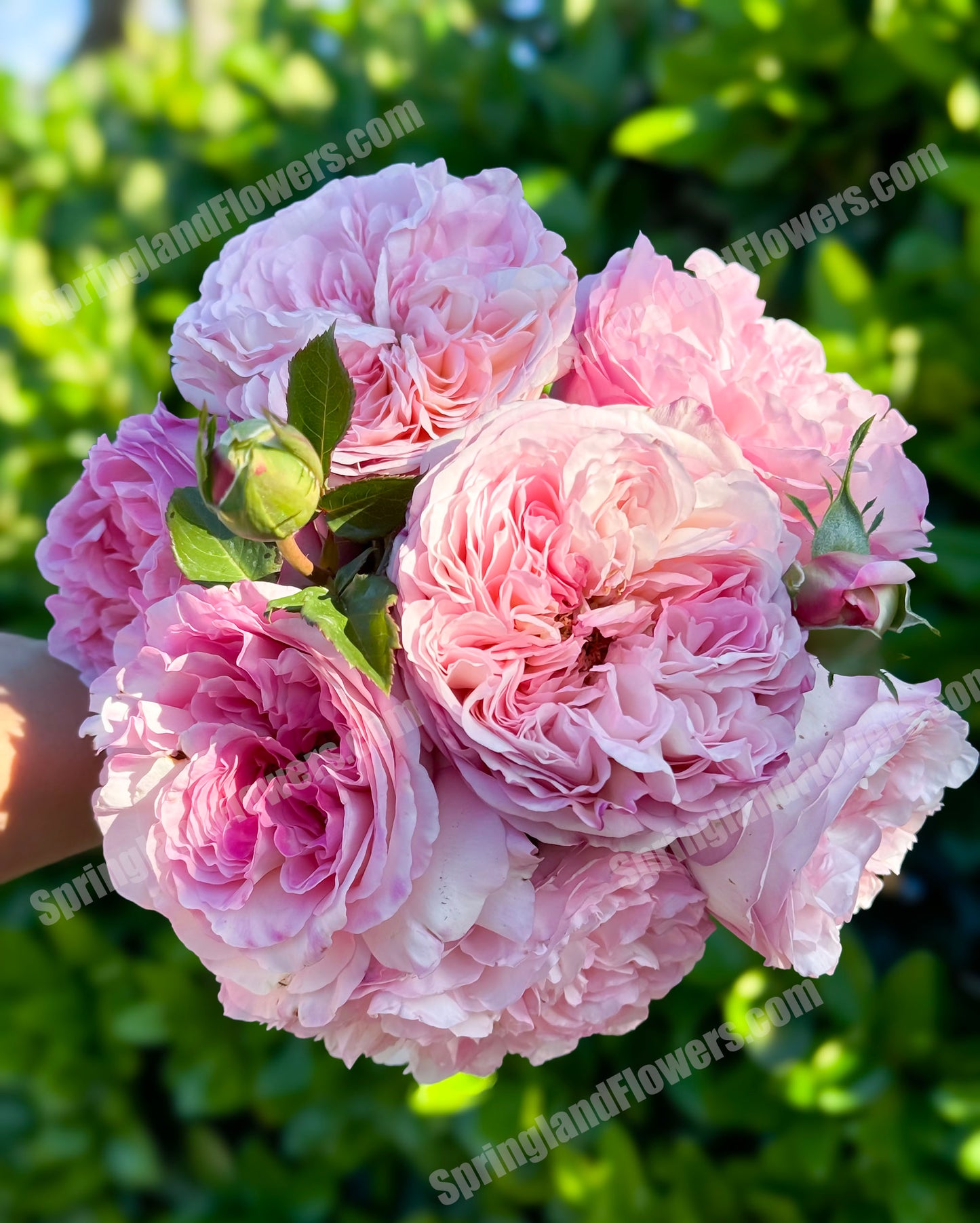 Princess Sakura 樱花公主, Japanese Shrub Rose , Non-Grafted/Own Root.