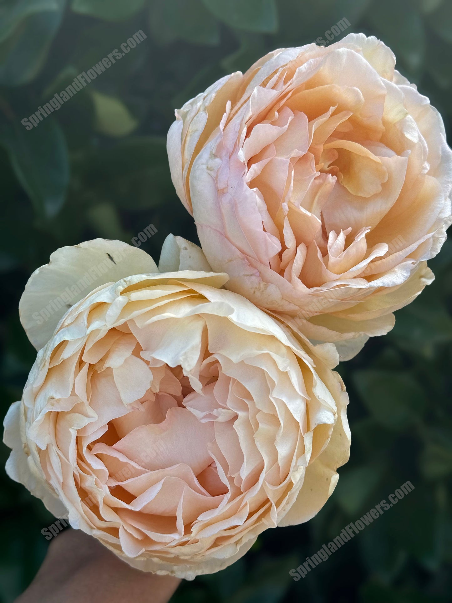 #SPF080，Extremely Similar to Ivory Yves Piaget 伊芙象牙伯爵，Florist Shrub Rose，Upright, Heat-tolerant, disease-resistant,  Non-Grafted/Own Root.