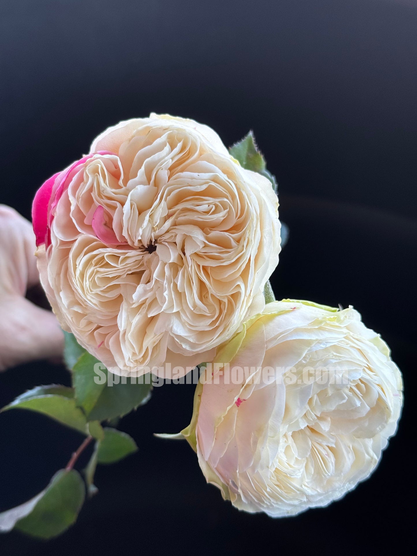 #SPJ165，Shiratama 白玉，Japanese Floribunda Rose.