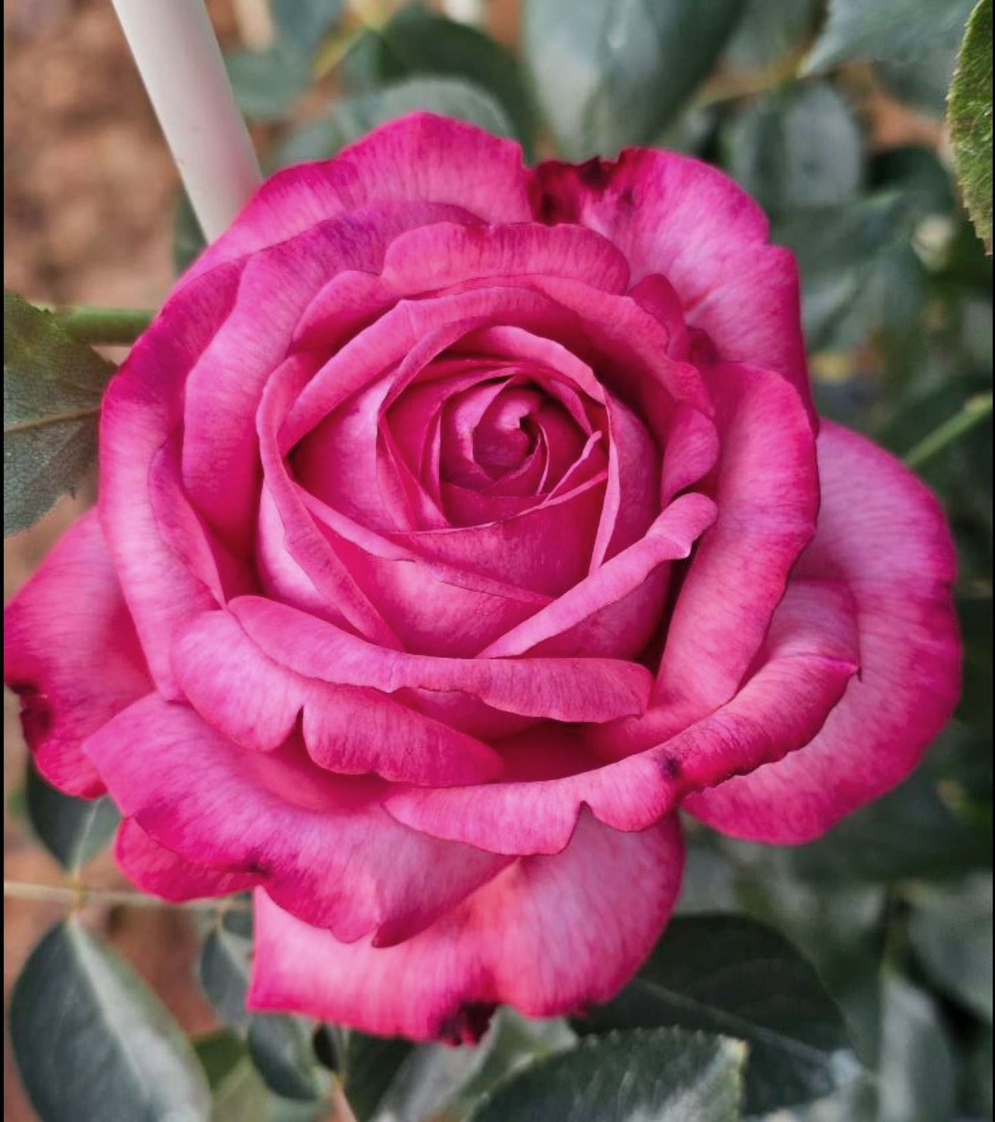 #SPJ237，NEW! 2022. Ensorcelant 伊芙妖艳, Japanese Shrub Rose, Non-Grafted/Own Root.