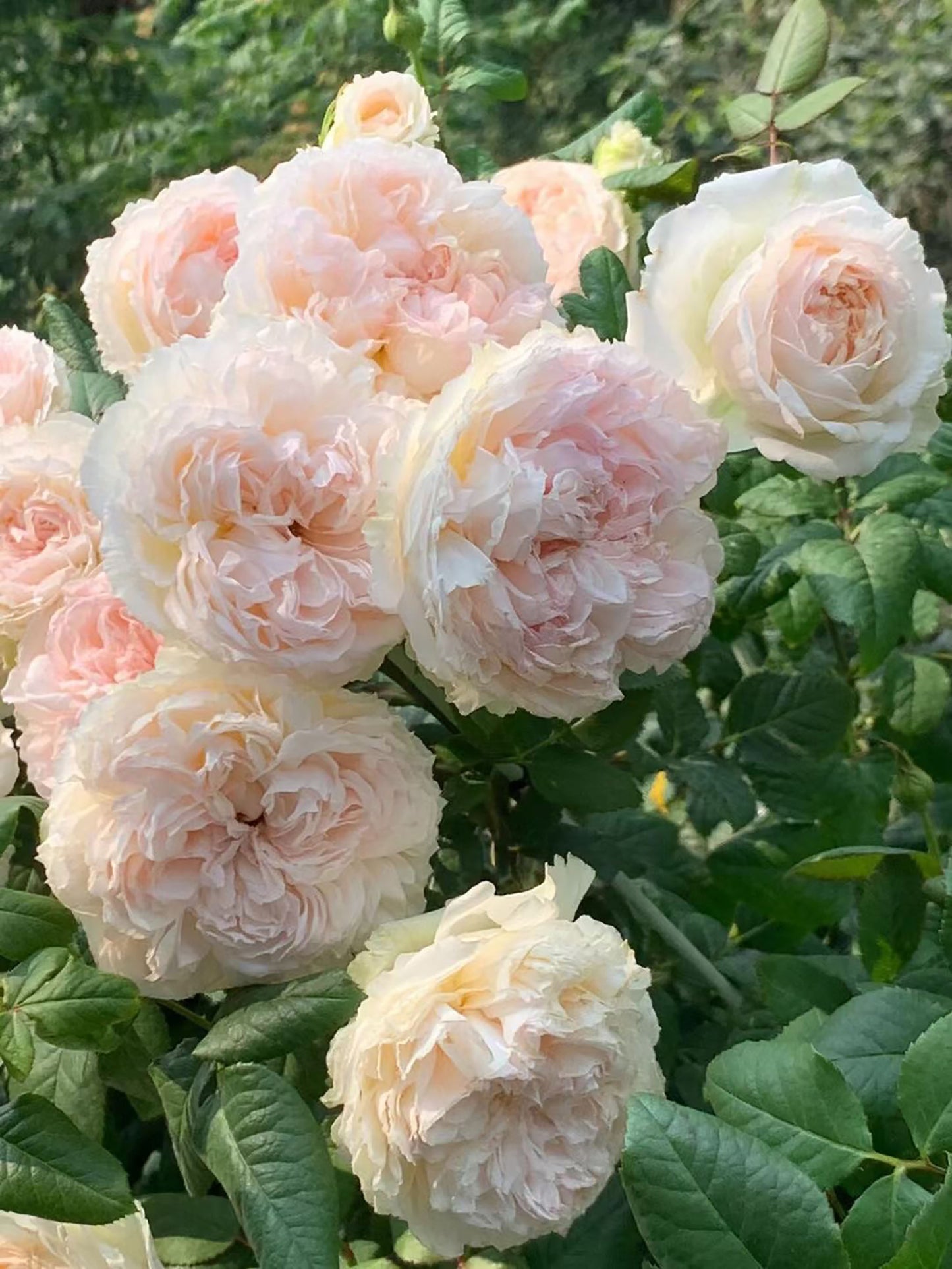 M-Perzik 佩尔朱克ペルジューク , Japanese Shrub Rose, Non-Grafted/Own Root.