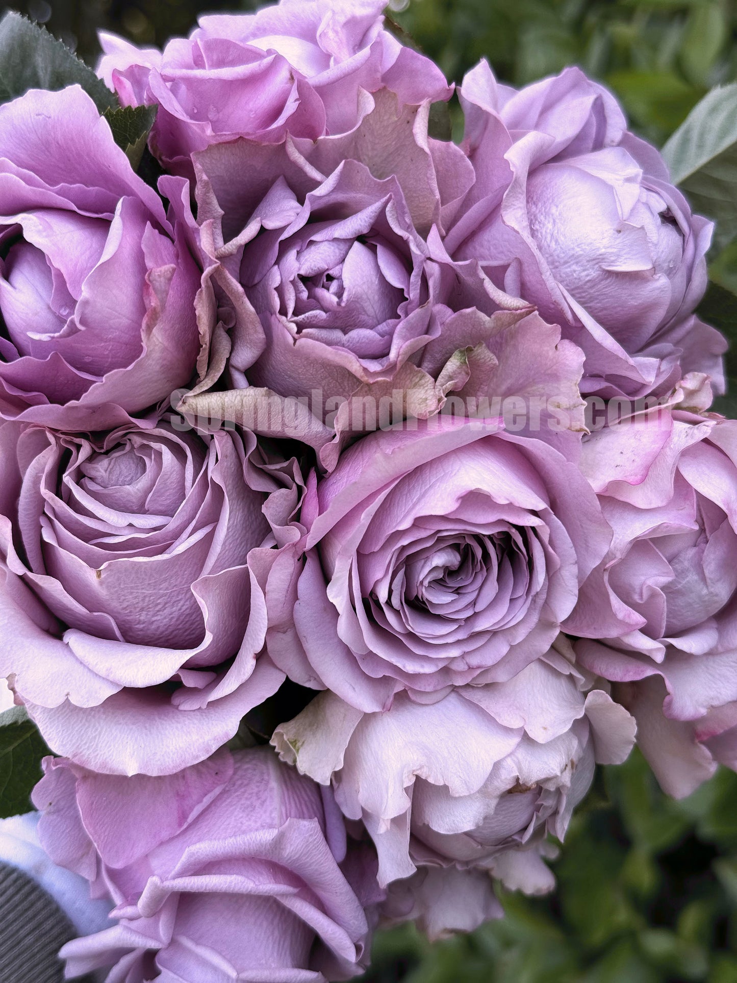 #SPQ004, Amethyst 紫龙晶， Florist Shrub Rose, Heat-resistant,  Non-Grafted/Own Root.