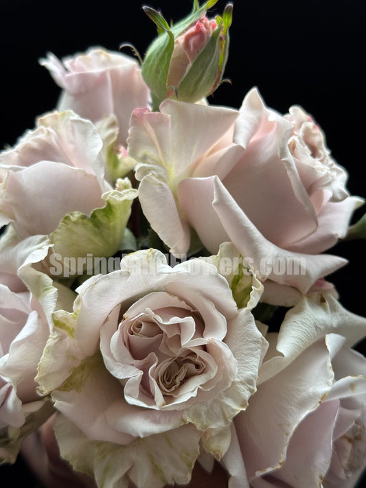 #SPN084，Quicksand 流沙, Florists Rose. Heat-tolerant, disease-resistant, Non-Grafted/Own Root.