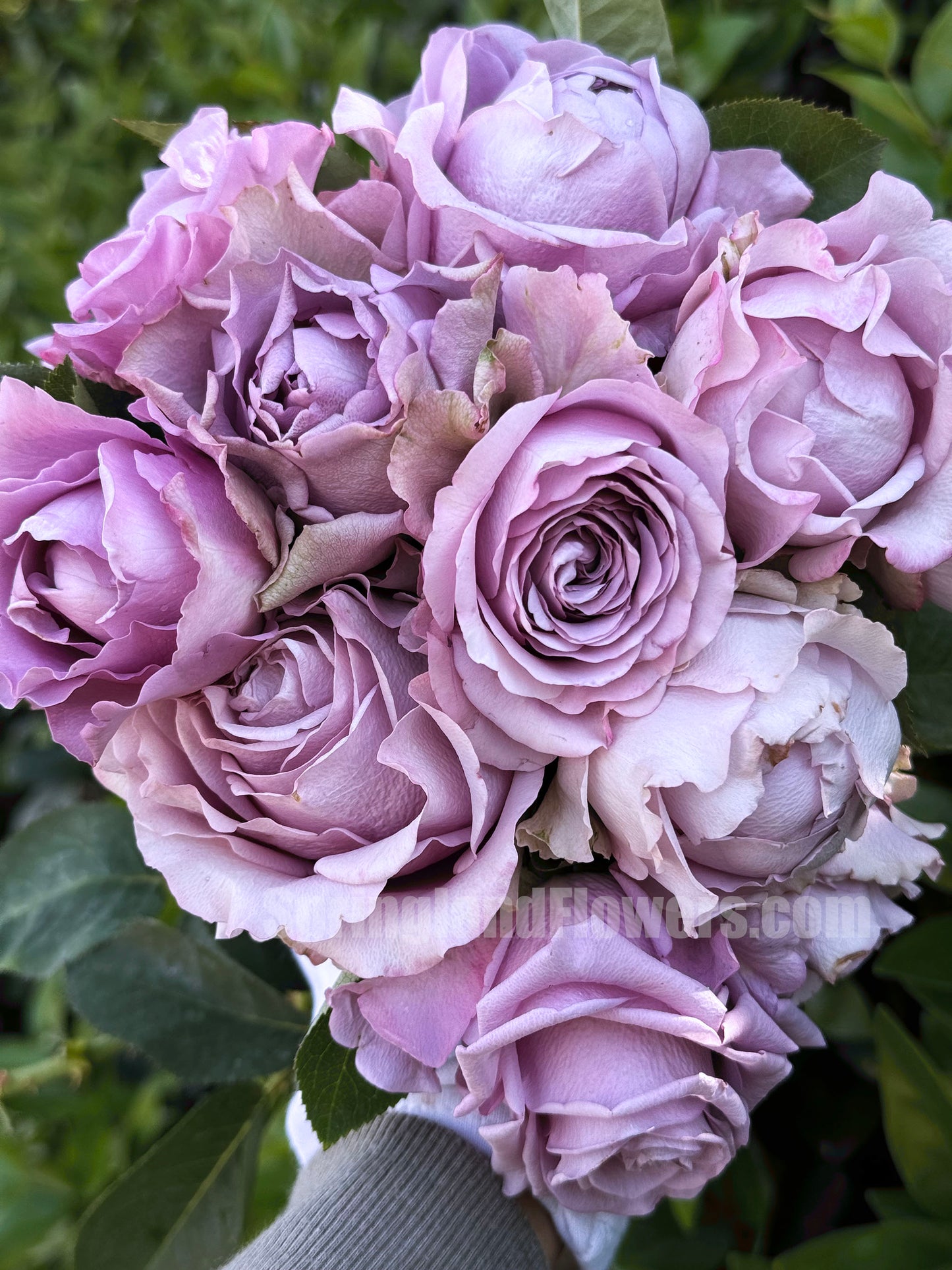 Amethyst 紫龙晶, Cutting Rose, Florists Rose, Heat-resistant,  Non-Grafted/Own Root.