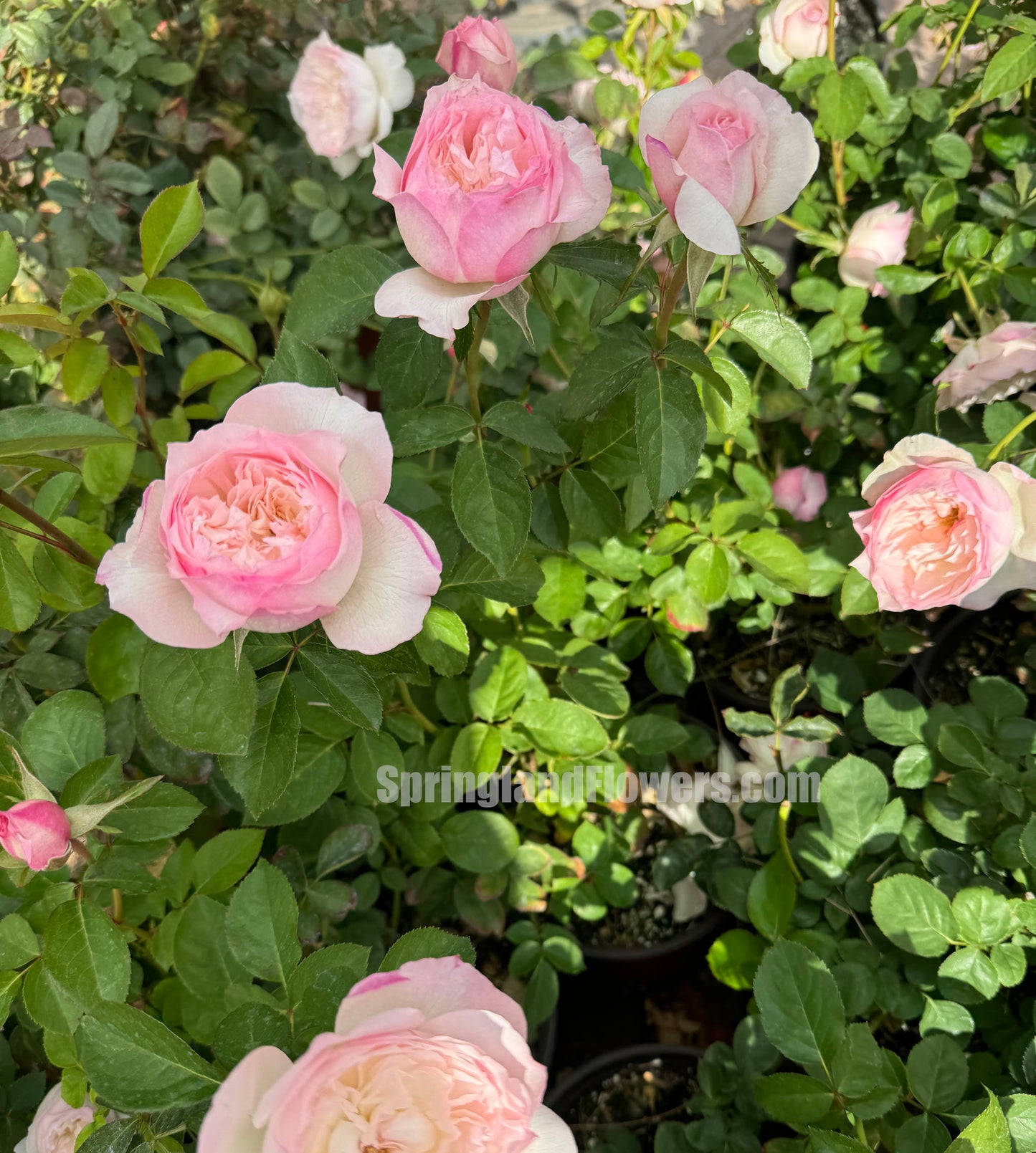 NEW 2021 !  Le Rire ルリール 乐咲, Japanese Shrub Rose. Heat-tolerant, disease-resistant, Non-Grafted/Own Root.