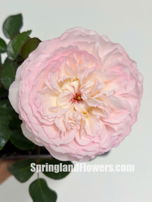 #SPJ095，Savon 肥皂，Japanese Shub Rose, Non-Grafted/Own Root.