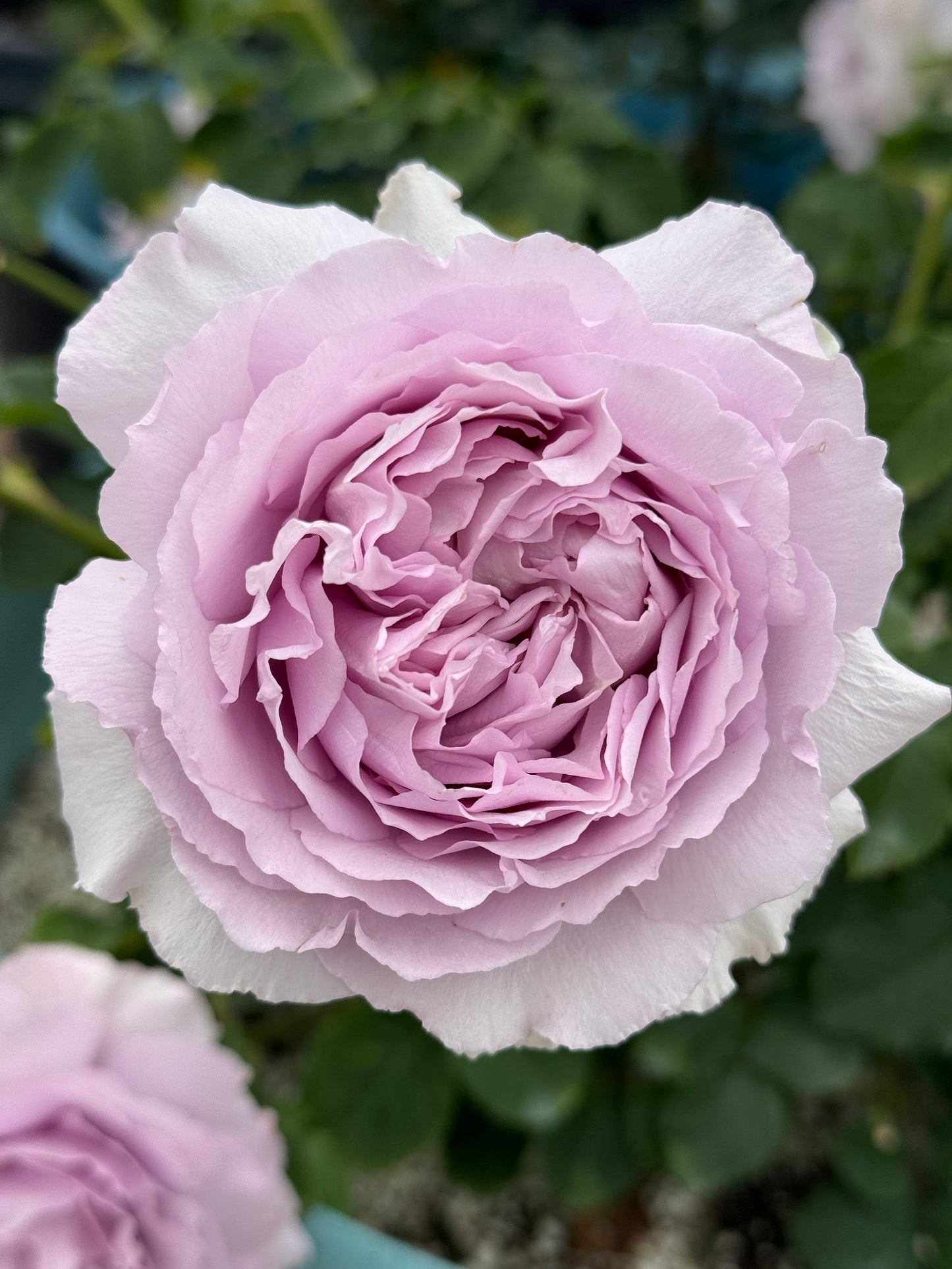 #SPC190, Yinyinqing / Memory of Blue (隐隐青) ,  Shrub Rose, Non-Grafted/Own Root. Strong Fragrance. Resistant to high temperature and humidity.