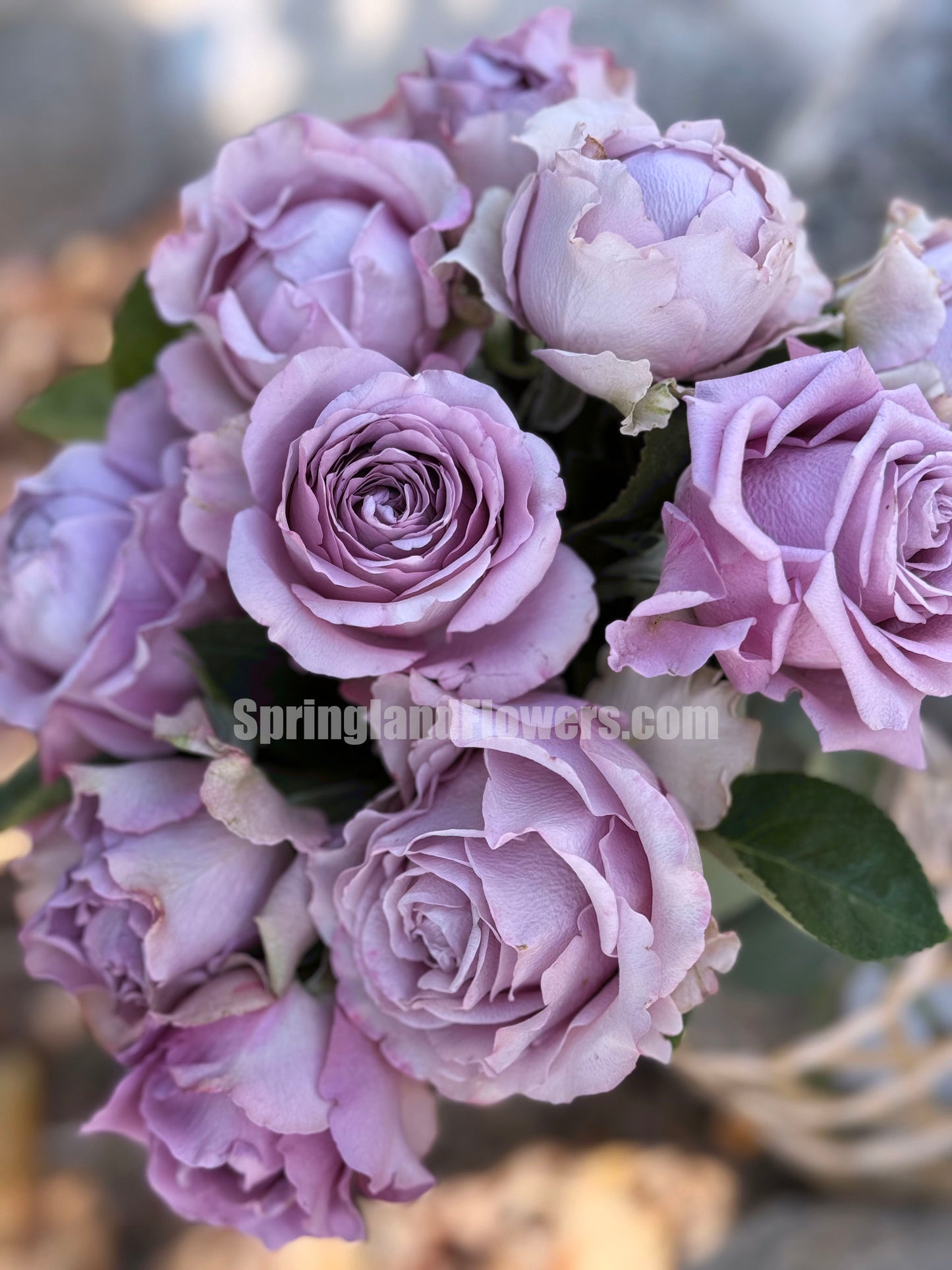 Amethyst 紫龙晶, Cutting Rose, Florists Rose, Heat-resistant,  Non-Grafted/Own Root.