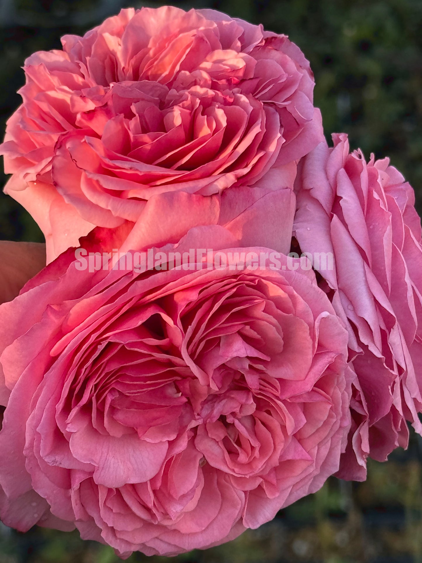 #SPJ237，NEW! 2022. Ensorcelant 伊芙妖艳, Japanese Shrub Rose, Non-Grafted/Own Root.