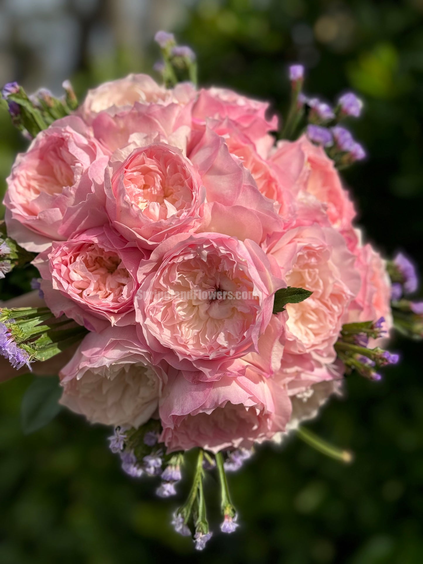 NEW 2021 !  Le Rire ルリール 乐咲, Japanese Shrub Rose. Heat-tolerant, disease-resistant, Non-Grafted/Own Root.