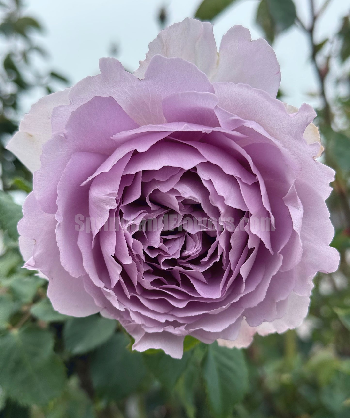 #SPC190, Yinyinqing / Memory of Blue (隐隐青) ,  Shrub Rose, Non-Grafted/Own Root. Strong Fragrance. Resistant to high temperature and humidity.