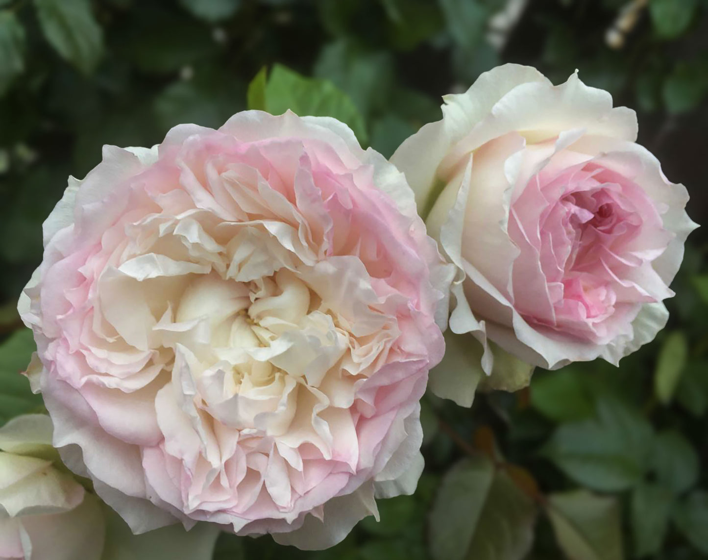 #SPJ093， Japanese Florist Shrub Rose. Thornless, Heat-tolerant, disease-resistant, Non-Grafted/Own Root.