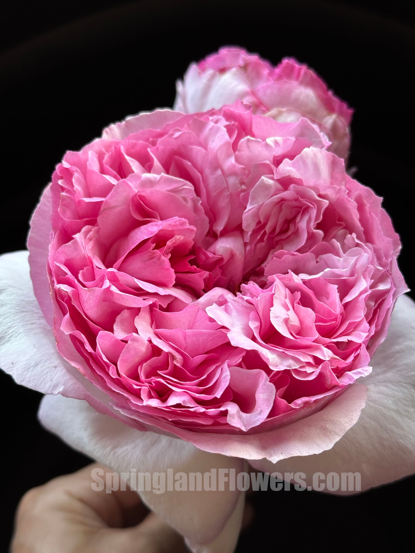 #SPJ090，Neo Cherry Shallow 新浅樱桃，Japanese Florist Shrub Rose,  Non-Grafted/Own Root.