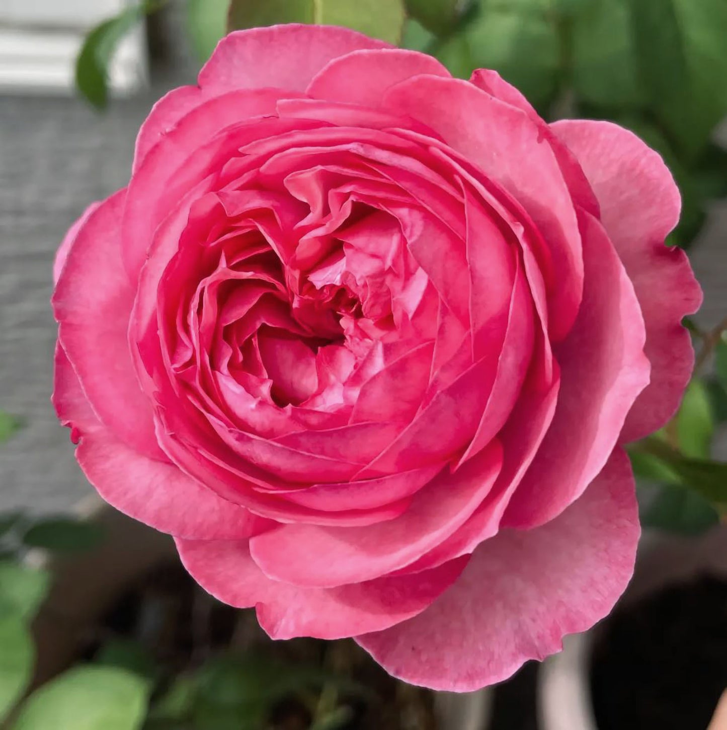 #SPJ237，NEW! 2022. Ensorcelant 伊芙妖艳, Japanese Shrub Rose, Non-Grafted/Own Root.