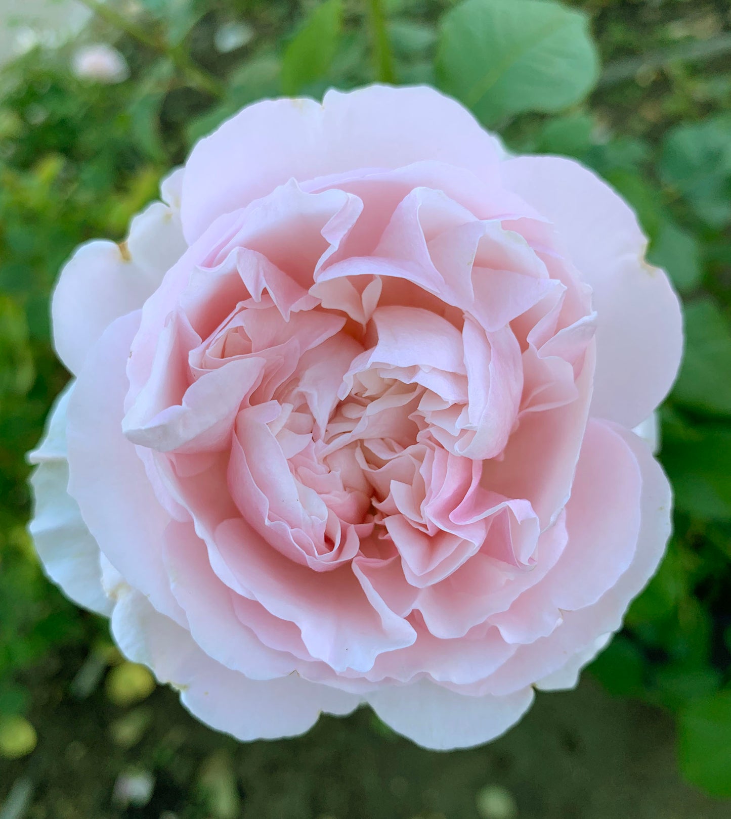 De Cheryl 谢莉尔 ，Shrub Rose，Non-Grafted/Own Root.