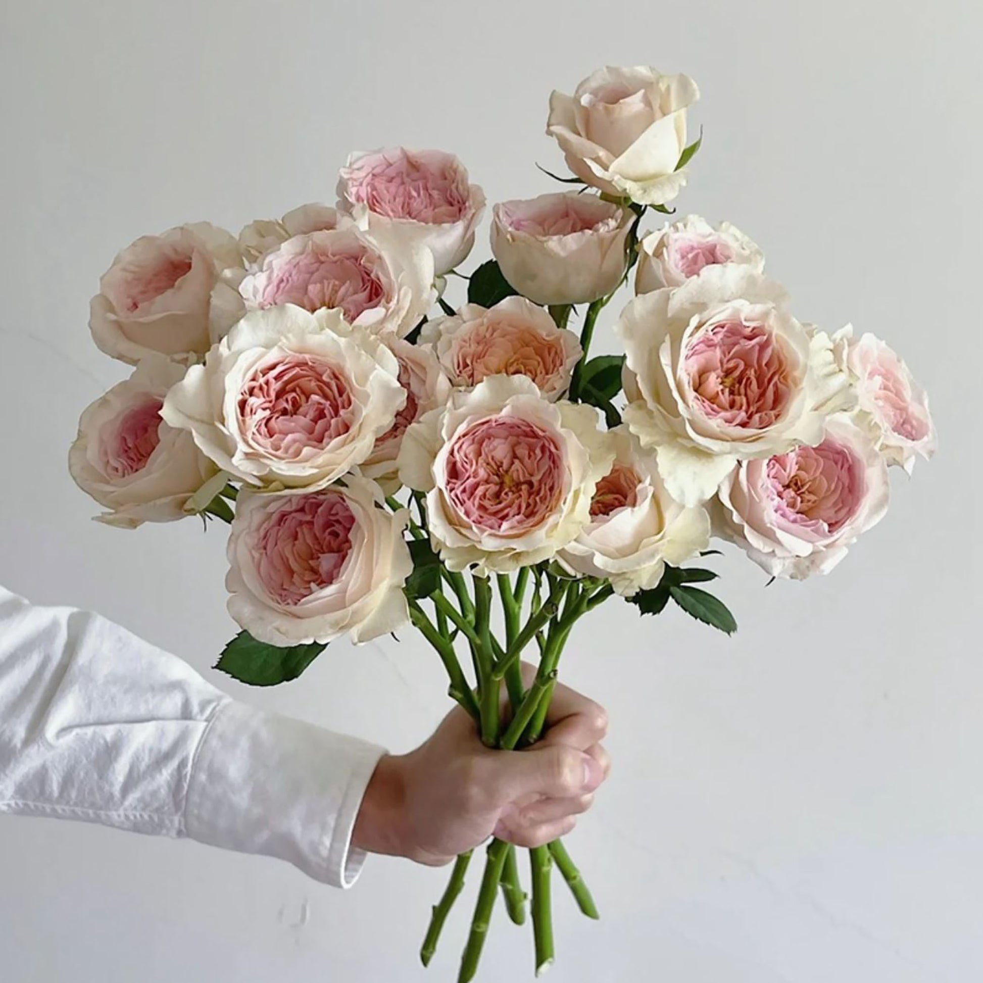 NEW ! J'adore 真我，Floribunda, Florists Rose. Heattolerant, diseaseres