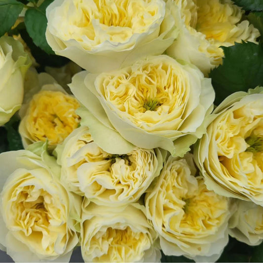 #SPN226, Solsbury Hill Rose, Florist Shrub Rose,  Heat-tolerant, disease-resistant, Non-Grafted/Own Root.