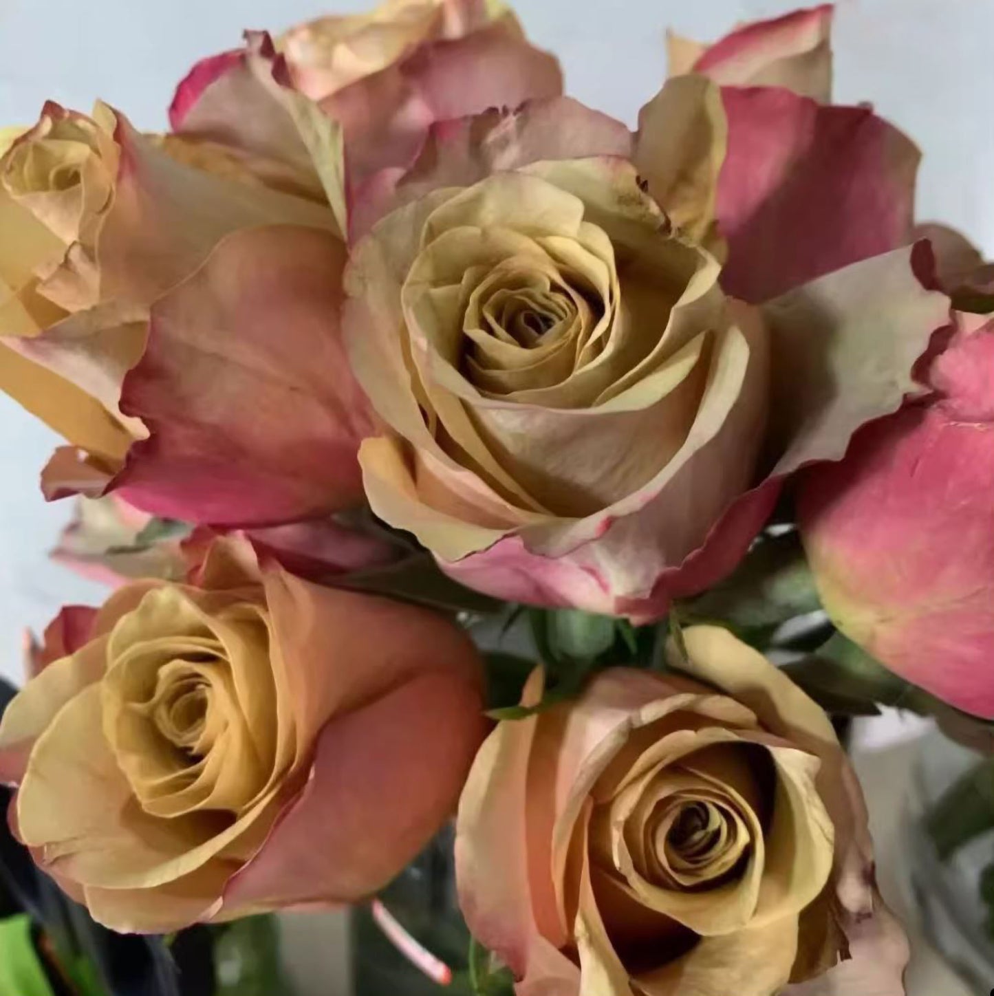 #SPF238，NEW!  Extremely Similar to Honey Colorama 蜂蜜色彩，Florist Shrub Rose.