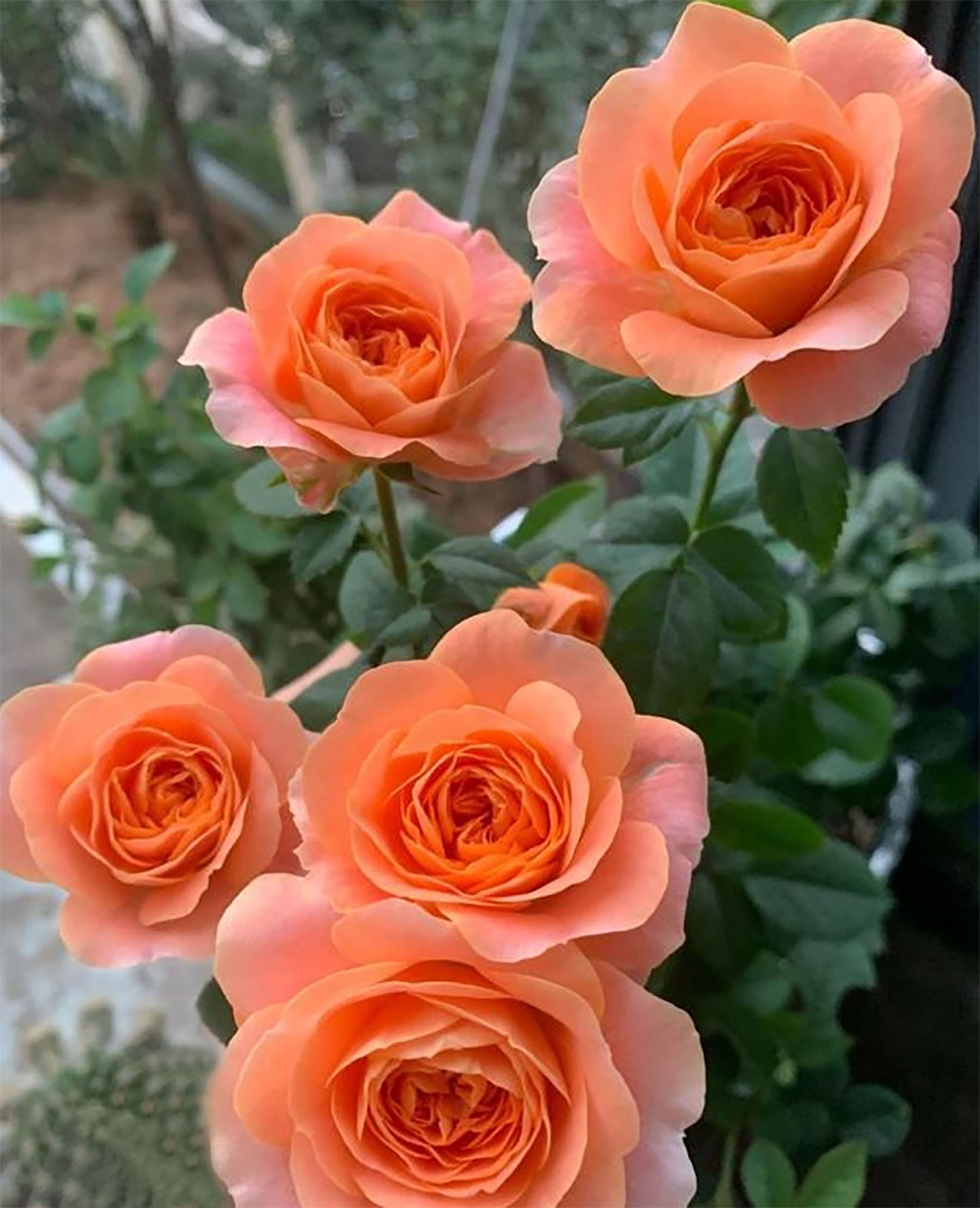 Champagne Terrace  果汁阳台 Floribunda Rose, Non-Grafted/Own Root.Yearlong flower buds. Perfect for small gardens.