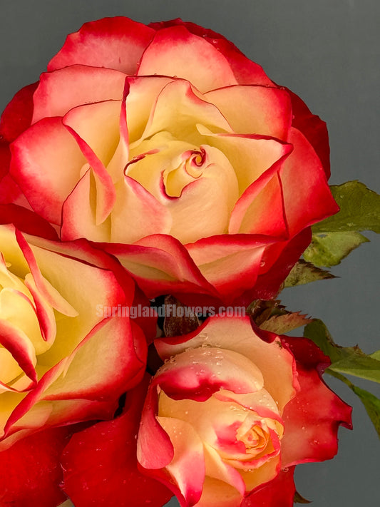 #SPF144, Origami 折纸，Shrub Rose, Non-Grafted/Own Root.