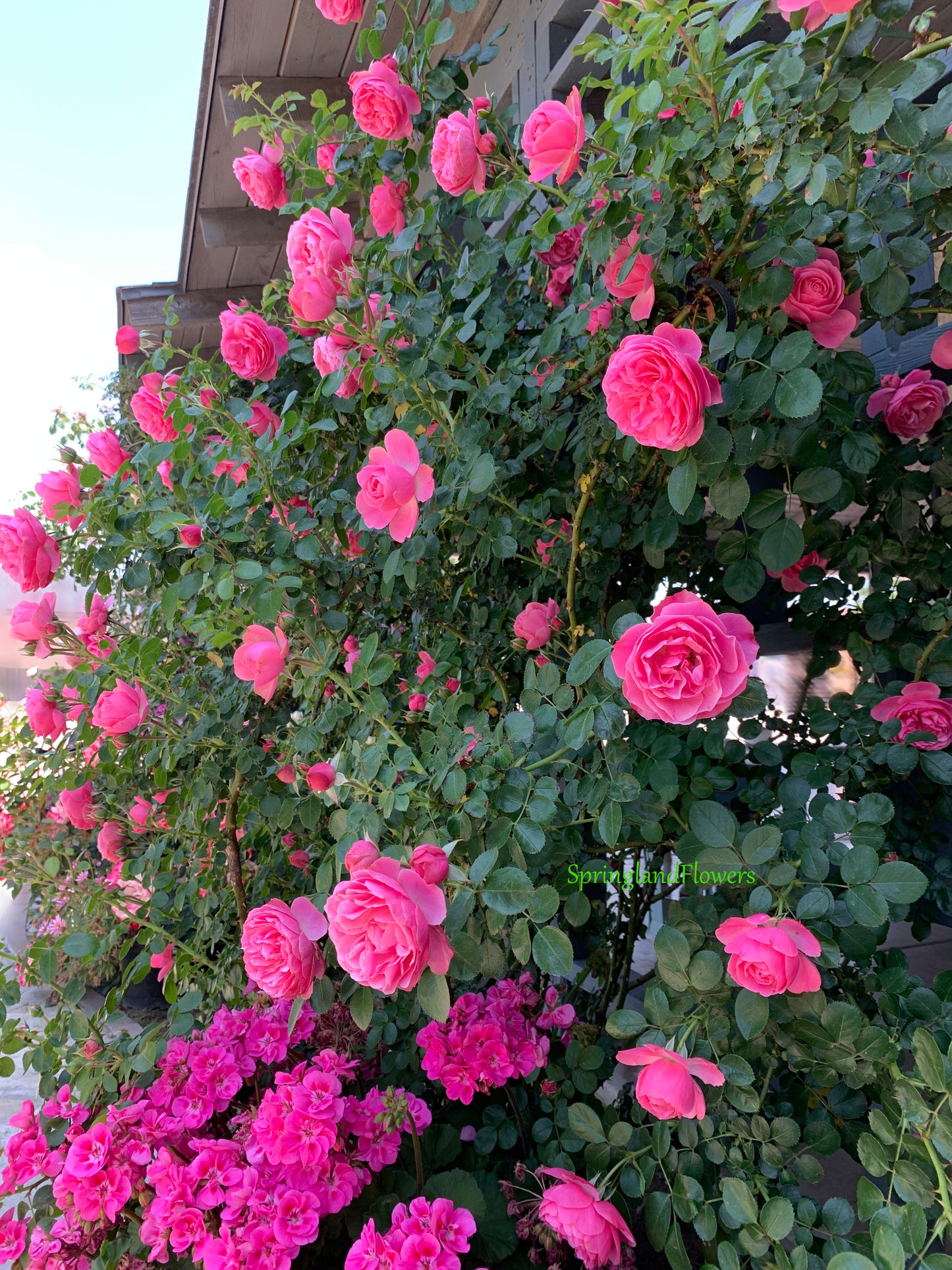 Leonardo Da Vinci 粉色达芬奇, Floribunda/Short Climber. Non-Grafted/Own Root.Good disease resistance.