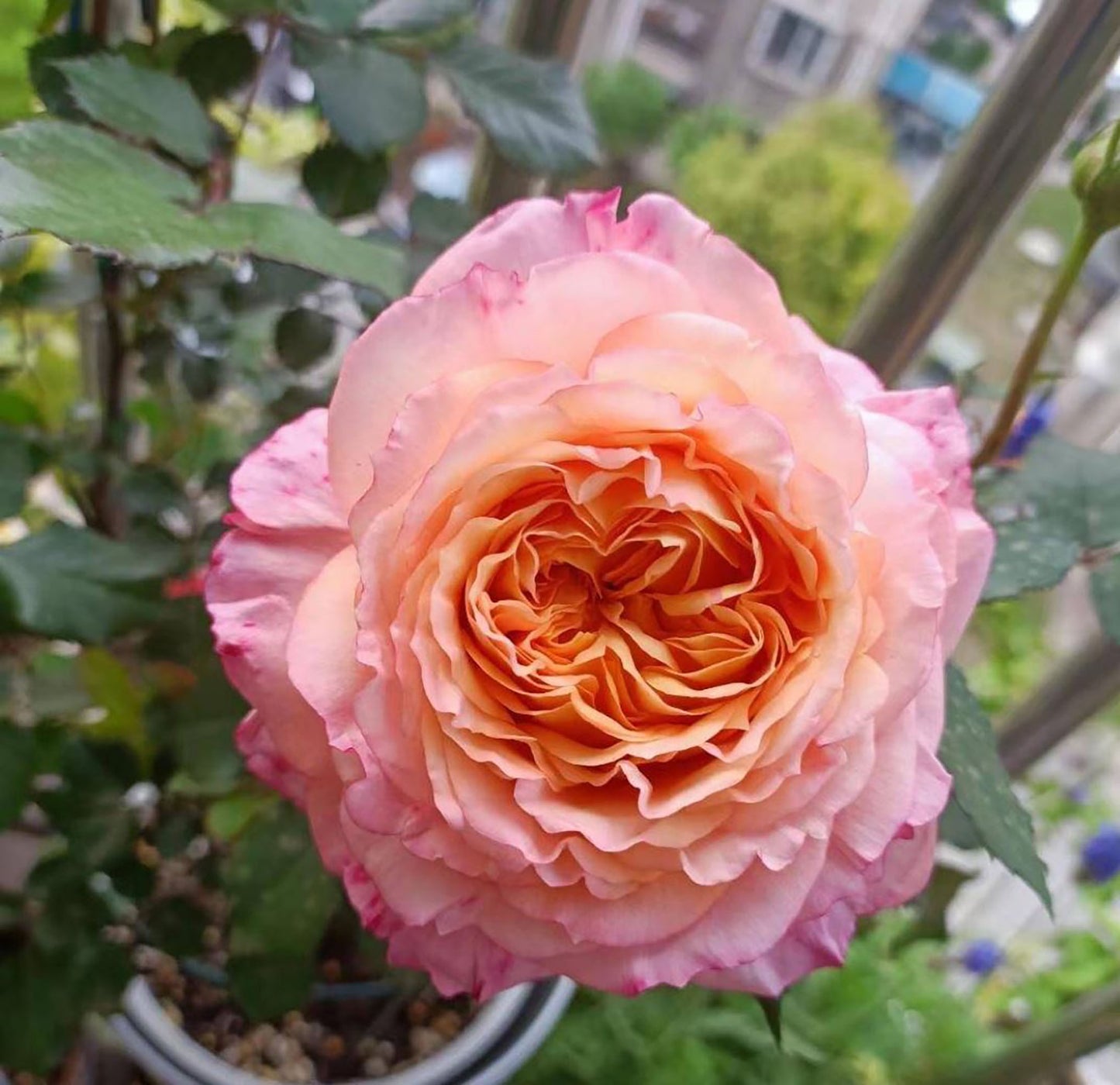 Expanse of Blossom 大花美人, Shrub Rose,  Non-Grafted/Own Root.