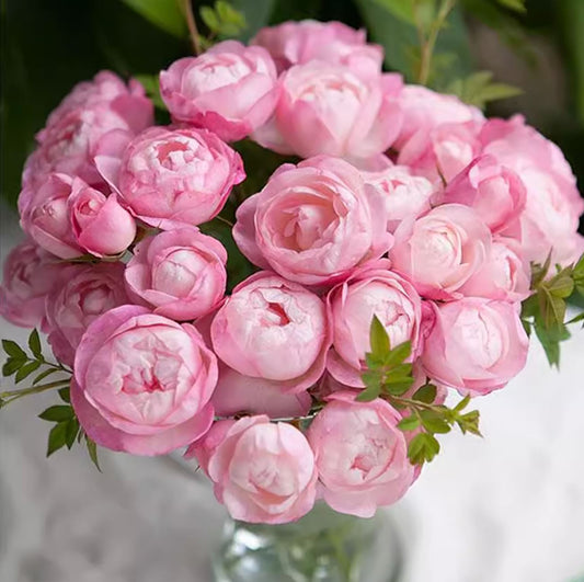 Strawberry Macaron草莓杏仁饼 ストロベリー・マカロン, Japanese Floribunda Rose, 2 Years Old 1 Gal, Non-Grafted/Own Root.