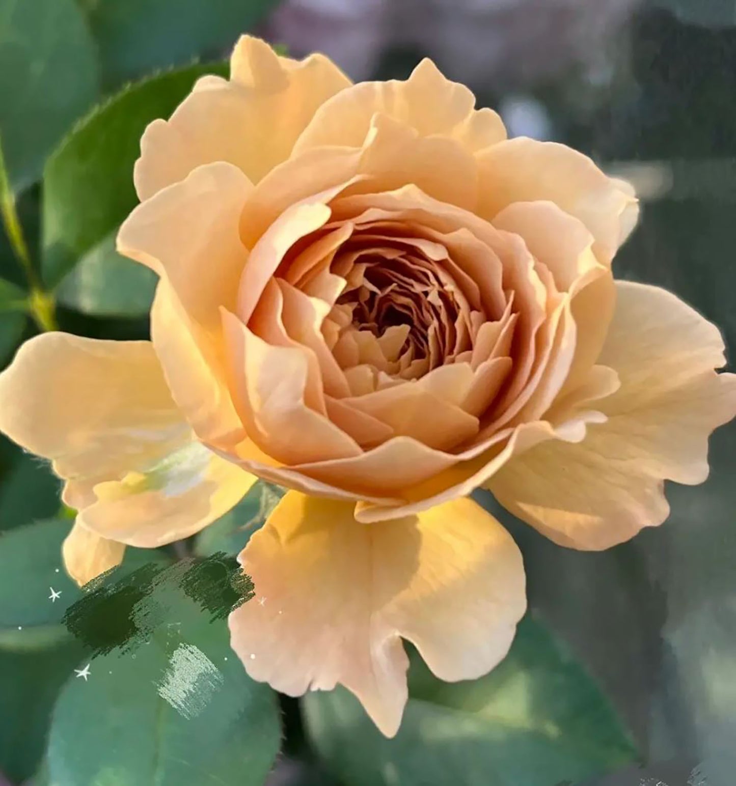 Fragment of Fall 锁清秋，Chinese Floribunda Rose, Upright, Repeat-Flowering, Excellent Disease Resistance.