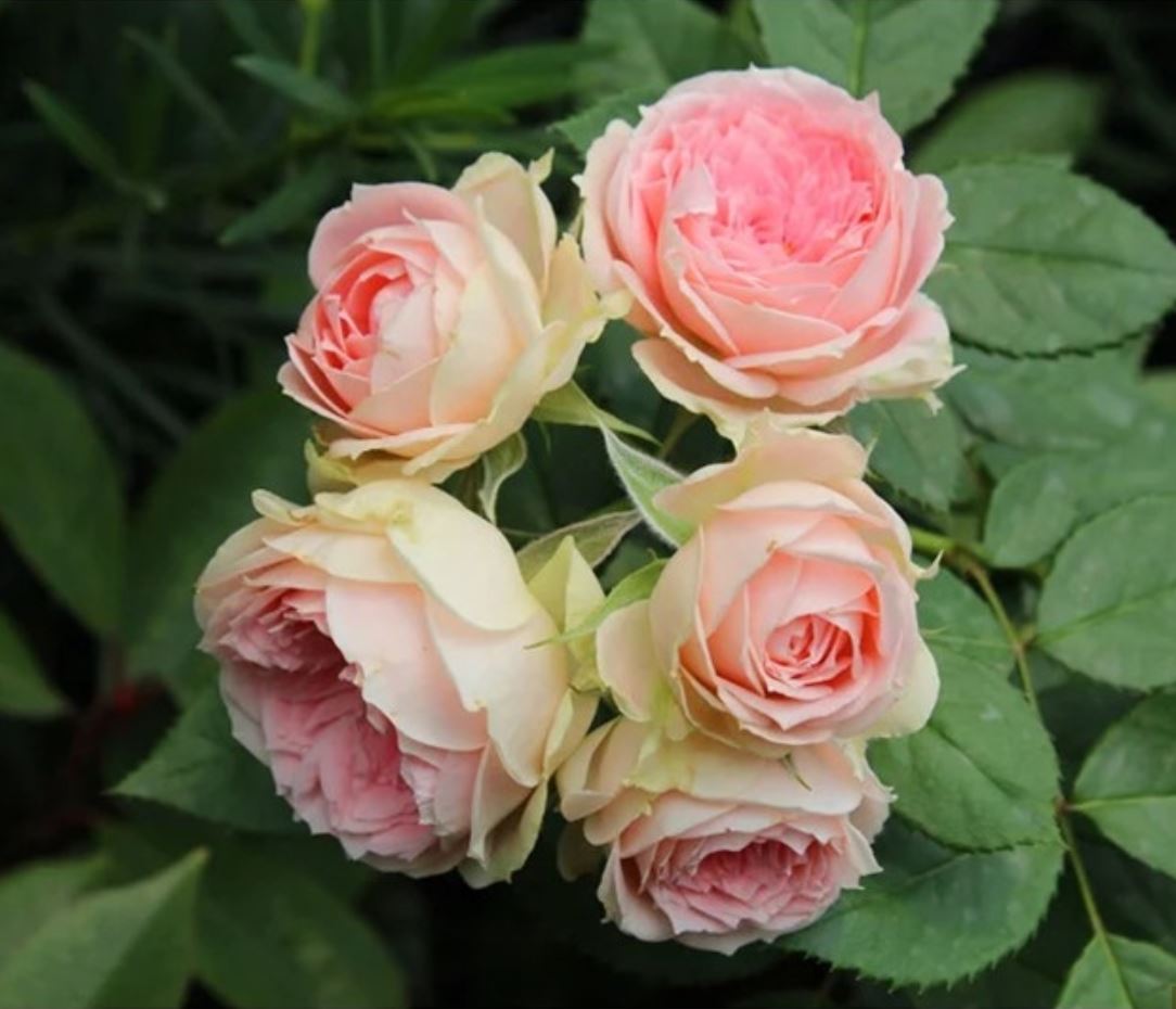 Pashmina Summerhouse 夏日羊绒/夏日绒球，Shrub Rose，Non-Grafted/Own Root.