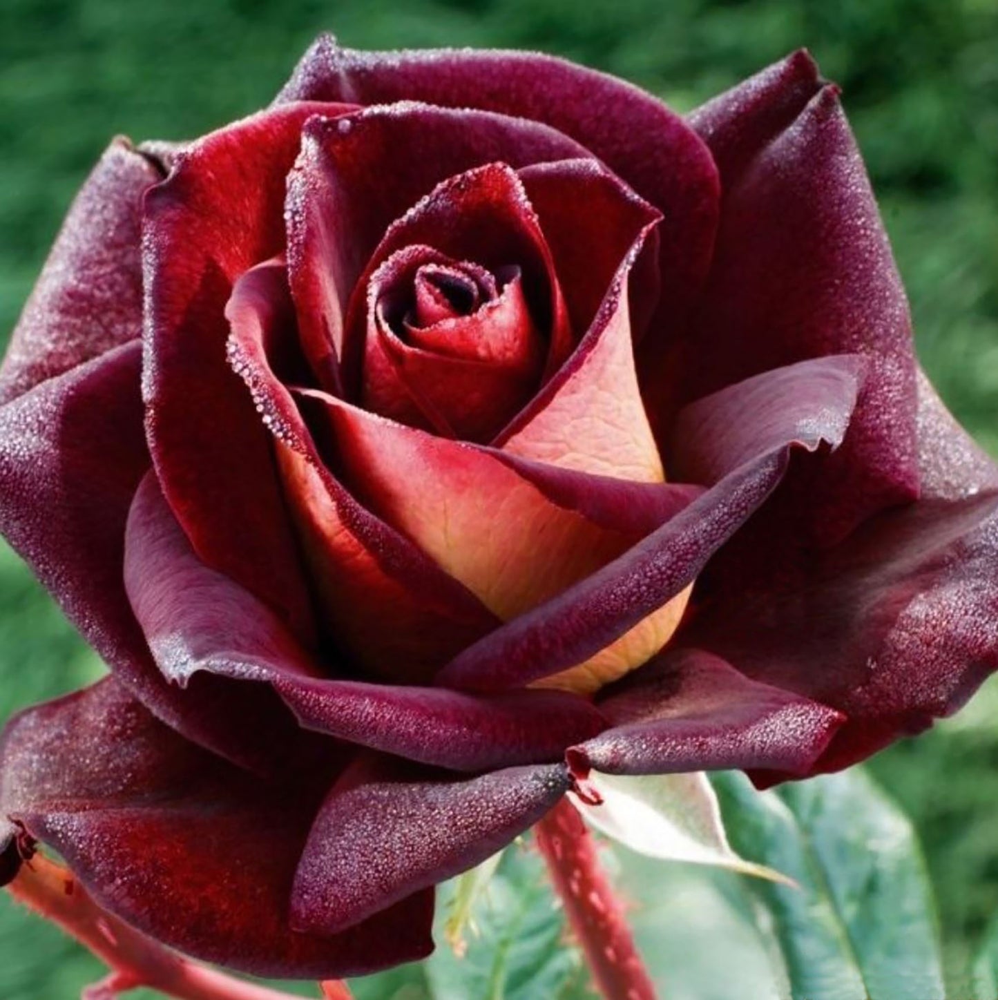 Eddy Mitchell 骇客, Hybrid Tea Rose,  Non-Grafted/Own Root.