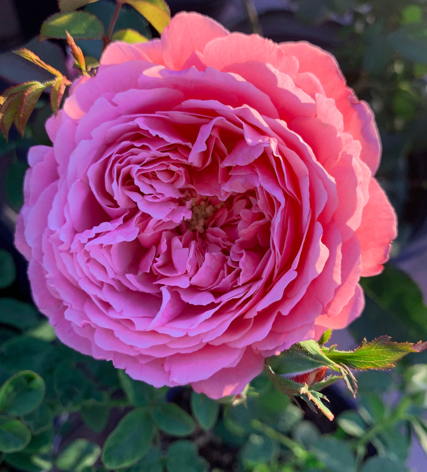 #SPF023 , extremely similar to Sister Emmanuelle 纽曼姐妹, French Shrub Rose, Non-Grafted/Own Root.