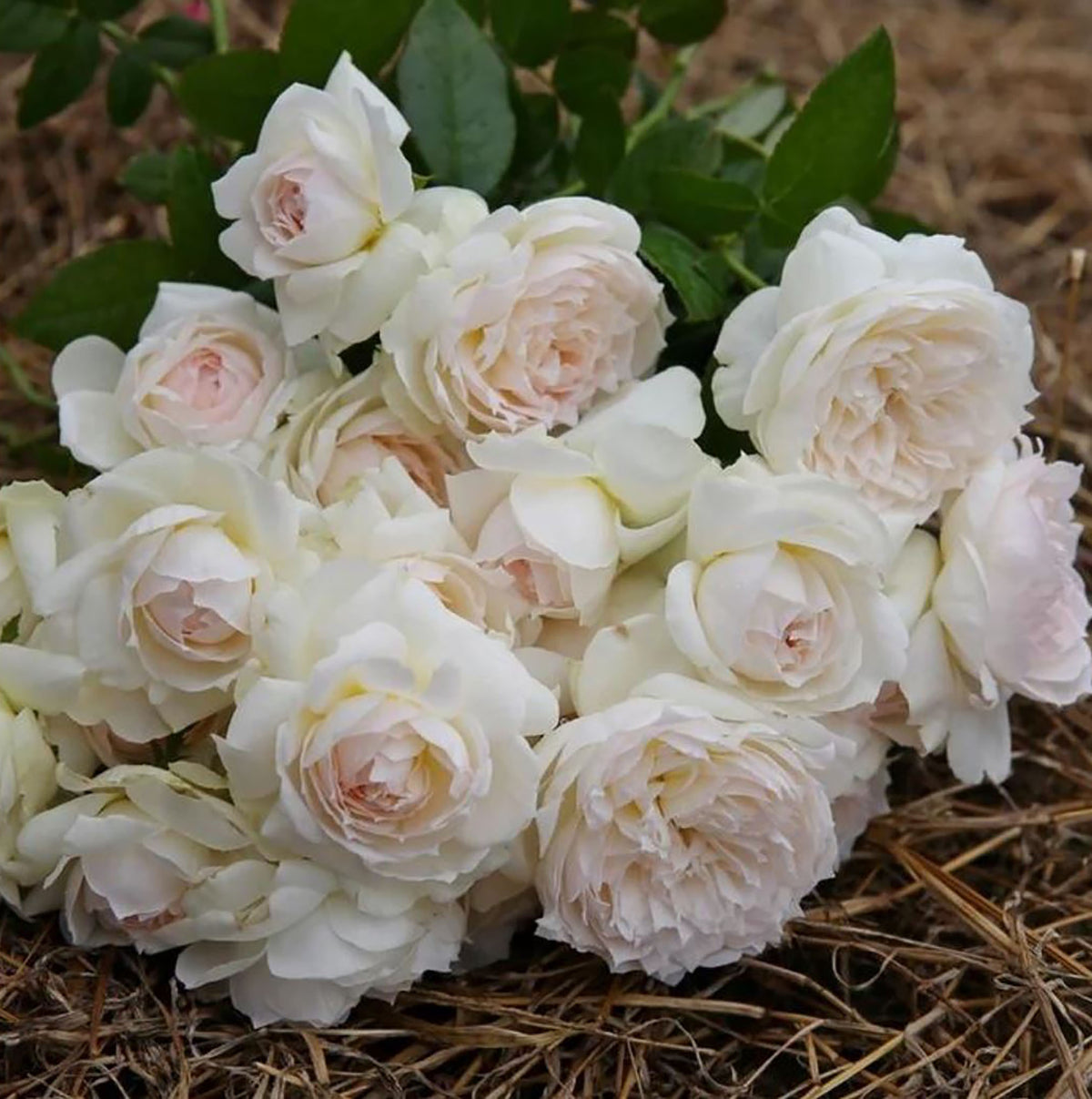 Floribunda Own Root Roses Bolero™ Floribunda Rose , Bolero Rose at Heritage Farm & Garden – MNTLD