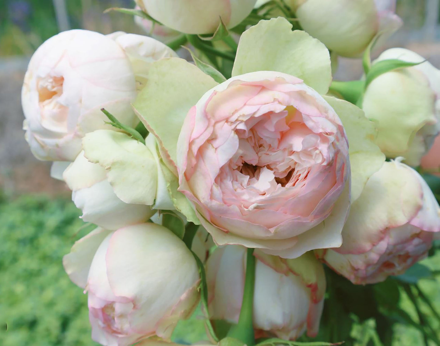 Strawberry Pie 草莓派，Chinese Shrub Rose, Non-Grafted/Own Root.