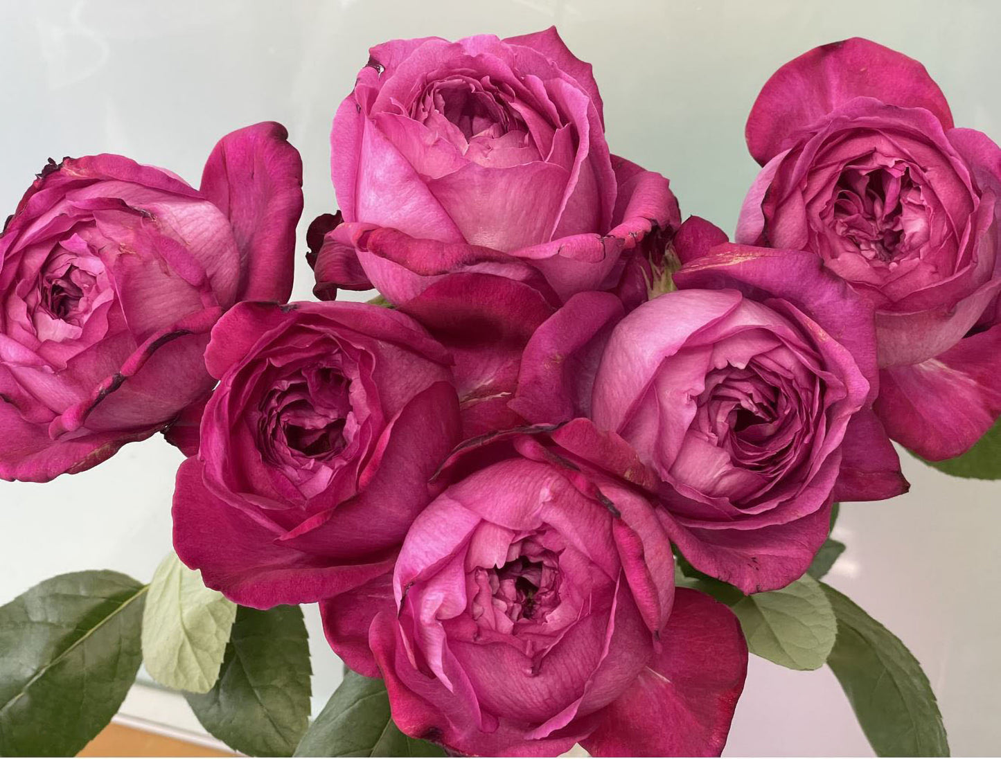 #SPJ290,  Eve Brown/ Yves Brown 伊芙布朗，Japanese Shrub Rose, Non-Grafted/Own Root.