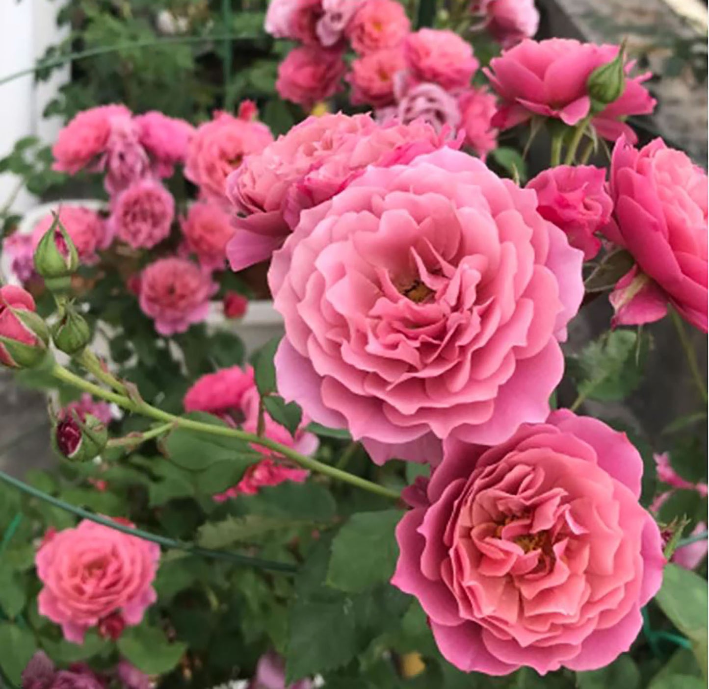 Japanese Floribunda Rose 'Aoi' 葵，Non-Grafted/Own Root.