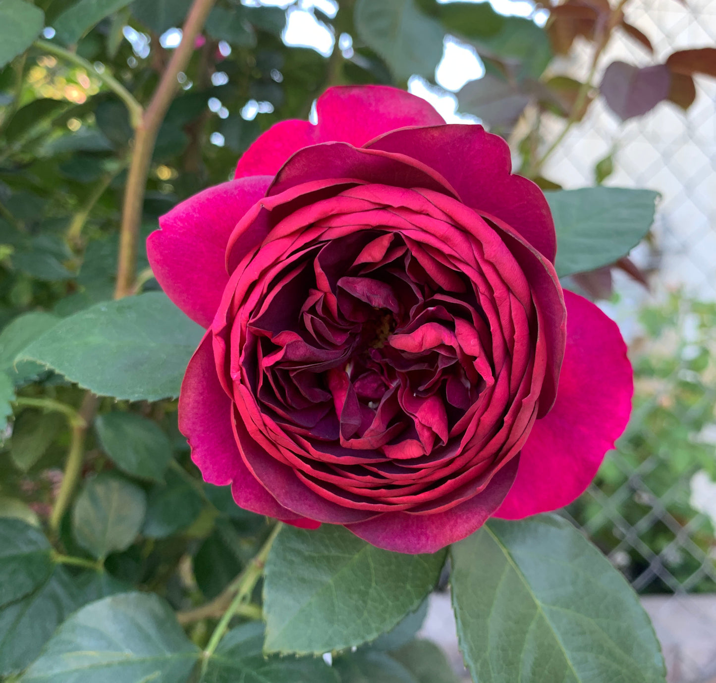 Celestial Night 星空之夜, Floribunda Rose, Non-Grafted/Own Root.