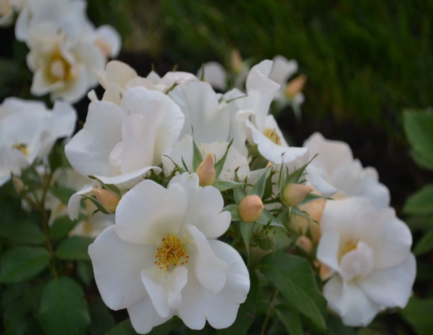 Sally Holmes 莎莉·霍姆斯 Climbing Rose,Non-Grafted/Own Root.