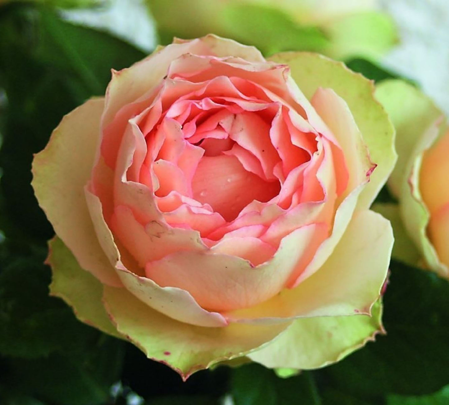 Jalitah 吉莱塔/ 四季龙沙, Shrub Rose, Heat-Resistant, Disease-Resistant, Non-Grafted/Own Root.