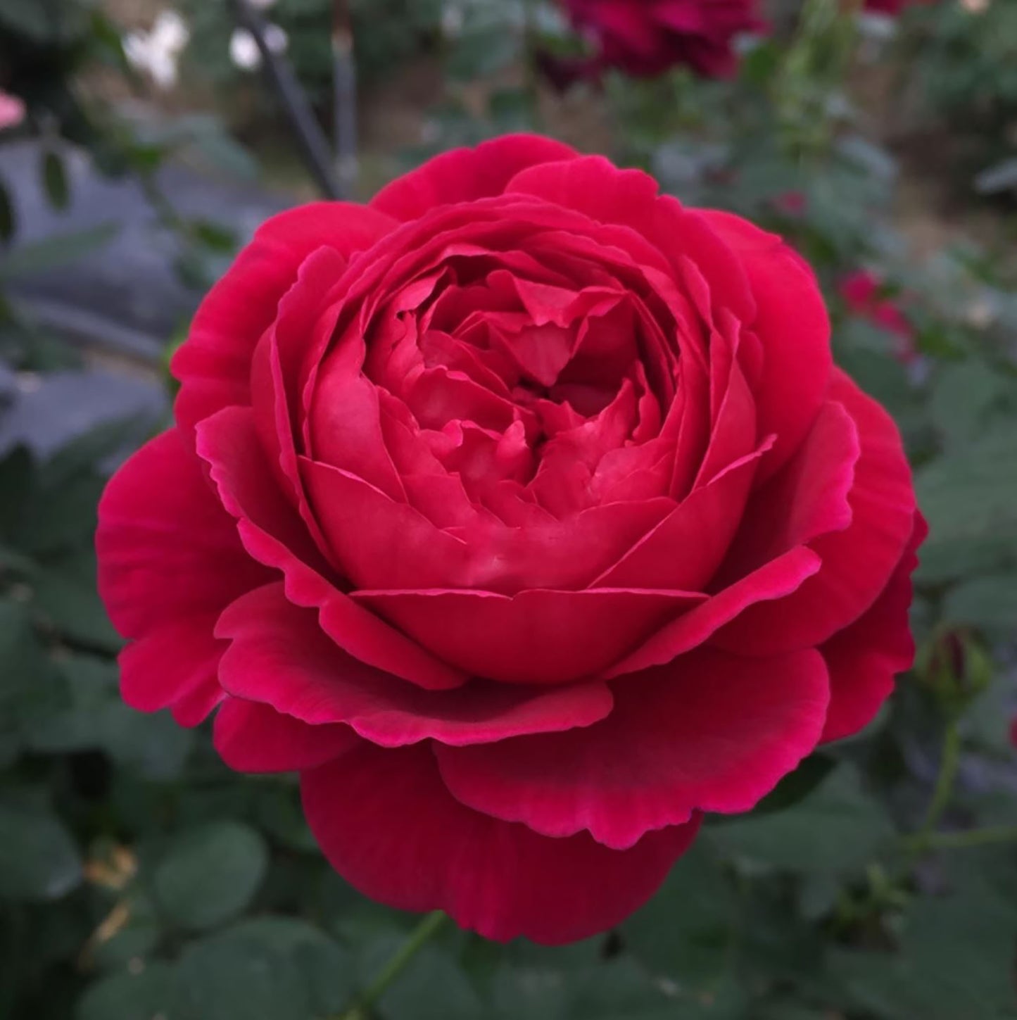 Cantina 伊芙酒窖 ワインセラー, Japanese Rose, Strong fragrance. Non-Grafted/Own Root.