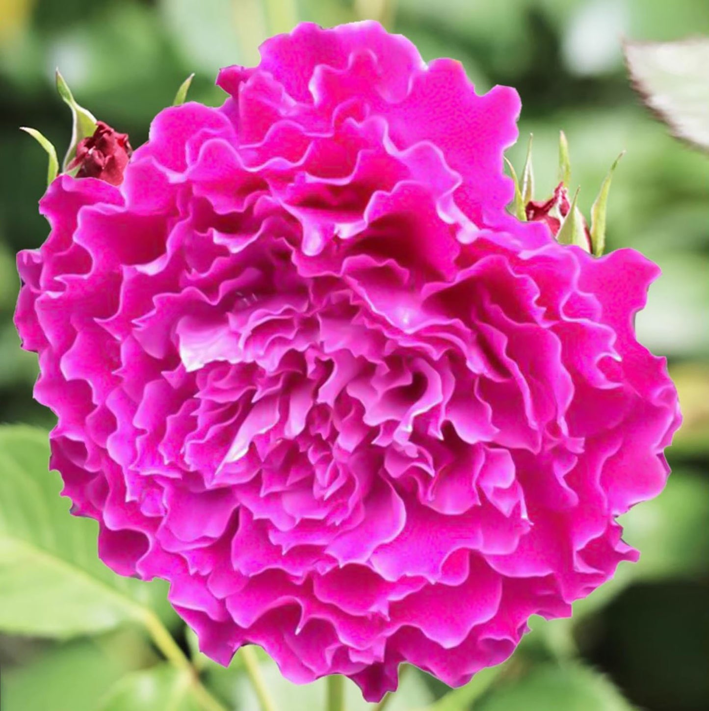 Ramukan 草药 ラムカン,  Japanese Shrub Rose，Strong Disease Resistance and Heat Tolerance,Non-Grafted/Own Root.