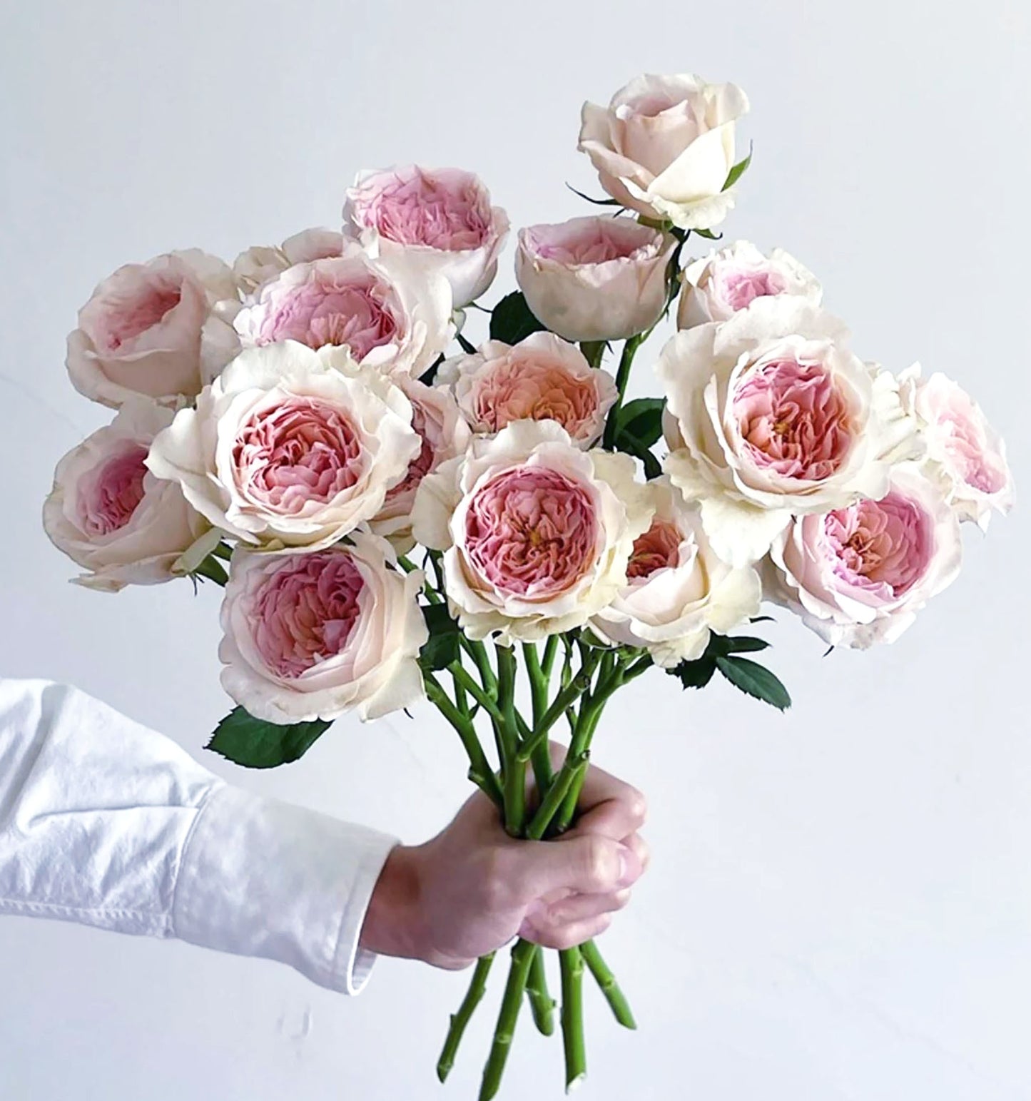 NEW !  J'adore 真我，Floribunda, Florists Rose.  Heat-tolerant, disease-resistant, Non-Grafted/Own Root.