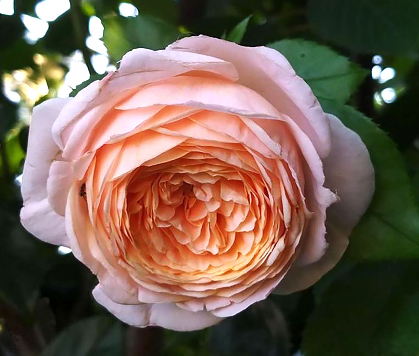 #SPF046，extremely similar to Domaine de Chantilly 玫瑰香橙, French Shrub Rose,  Heat-tolerant, disease-resistant, Non-Grafted/Own Root.