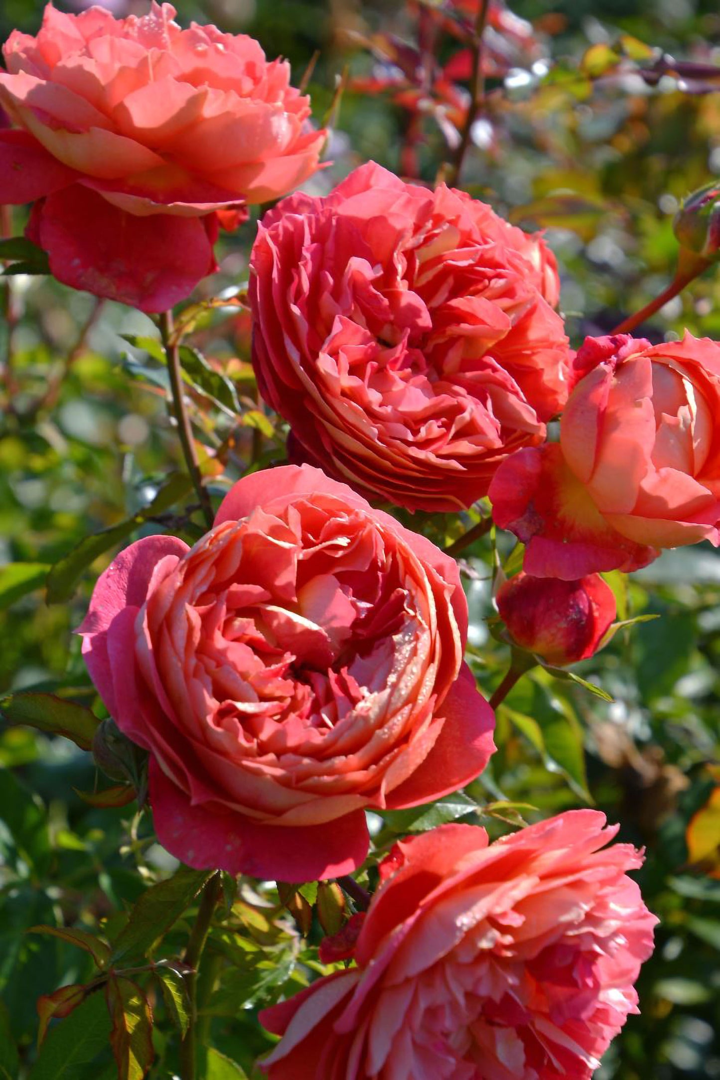 #SPJ161, NEW!  2023. Argonauts 阿尔戈英雄，Japanese Shrub Rose, Non-Grafted/Own Root.