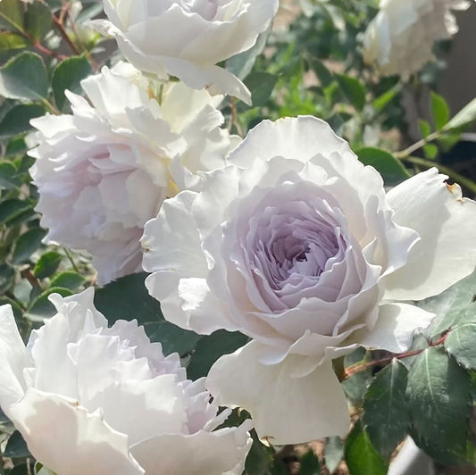 Gabriel 加百列大天使 ガブリエル，Japanese Shrub Rose, Strong fragrance. 2 Years Old 1 Gal, Non-Grafted/Own Root.
